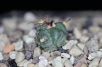 Echinocactus horizonthalonius KMR 21